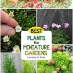 10 Great Decorate With Miniature For Cute Gardens 15